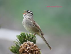 White-crowned Sparrow